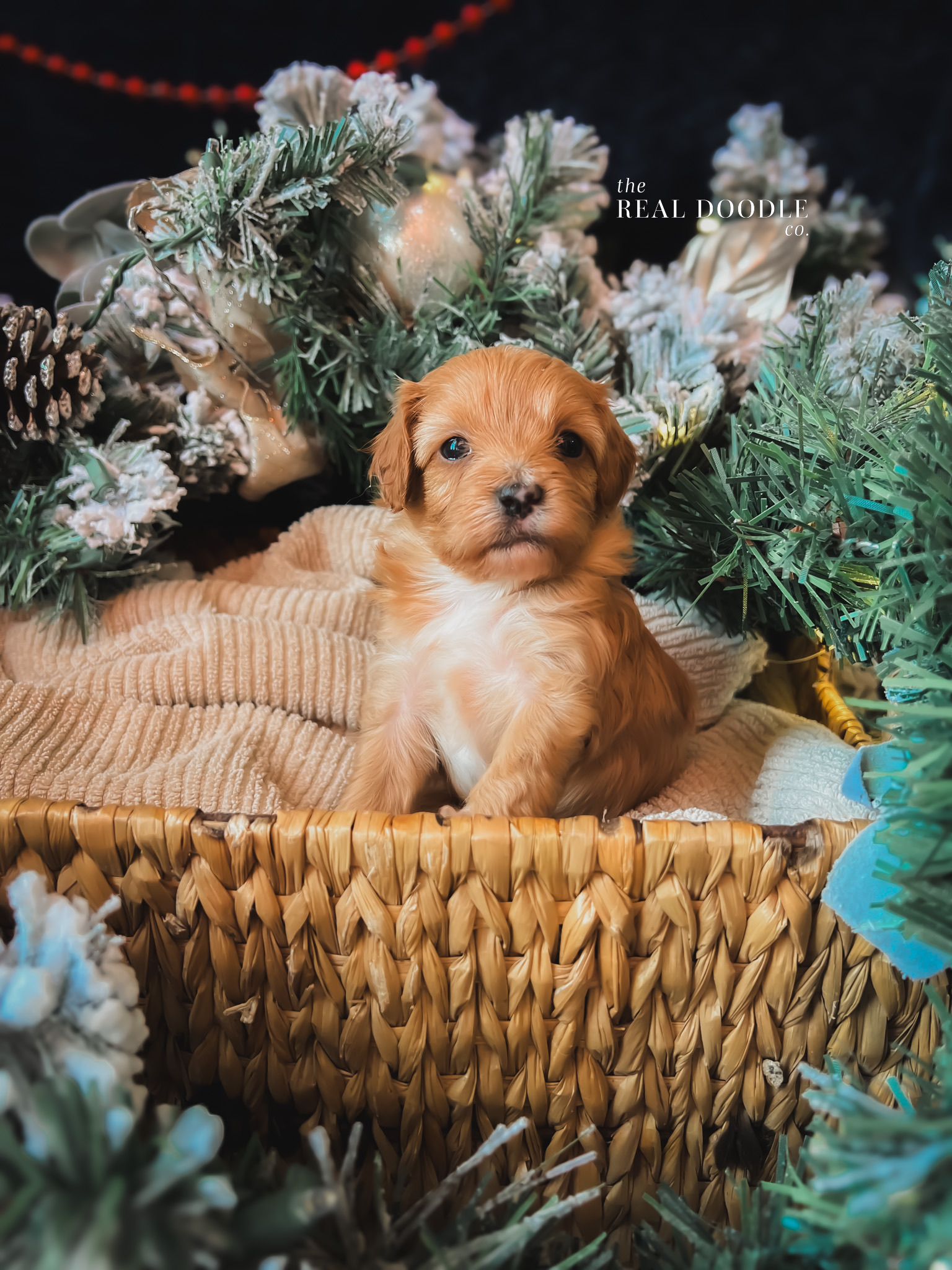 F1b Maltipoo puppy with frosted greenery in the background F1b Maltipoo puppy with frosted greenery in the background