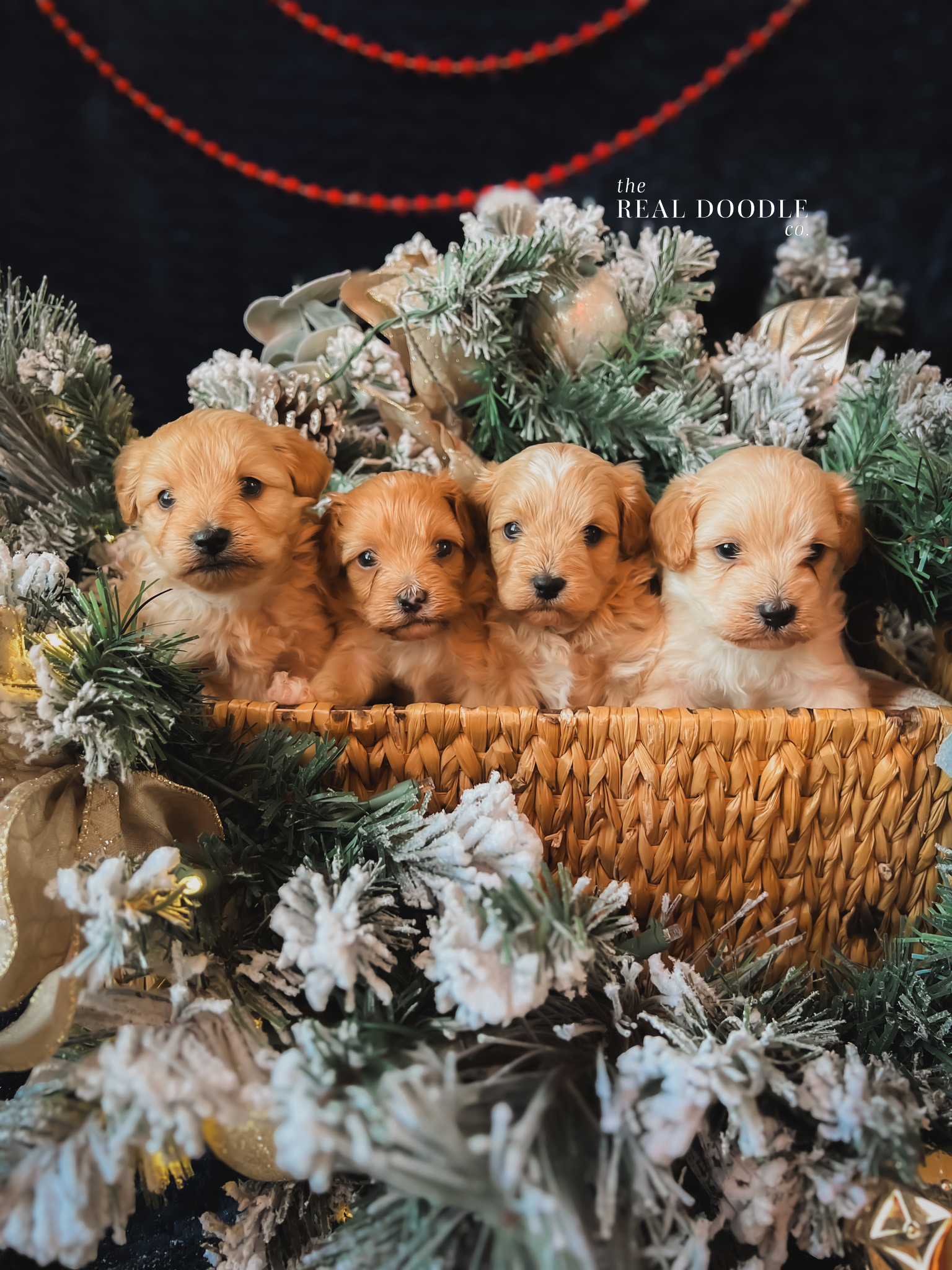 Adorable Maltipoo puppies in a basket Adorable Maltipoo puppies in a basket