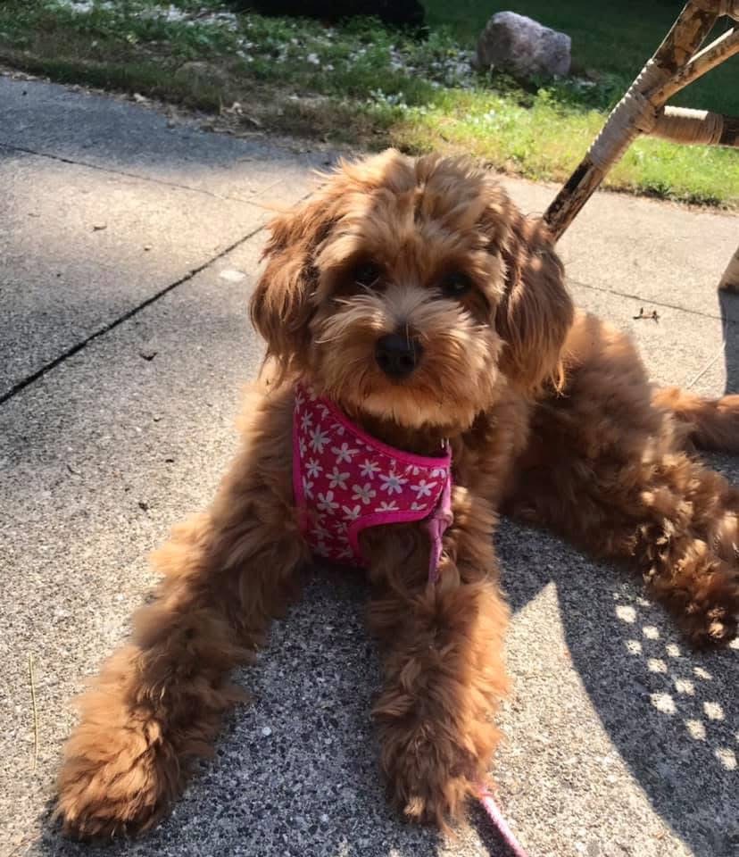 Full Grown Pomapoo puppy laying on the sidewalk Full Grown Pomapoo puppy laying on the sidewalk