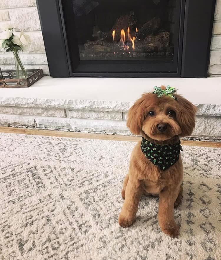 Full grown Pomapoo sitting on a rug in front of a fireplace Full grown Pomapoo sitting on a rug in front of a fireplace