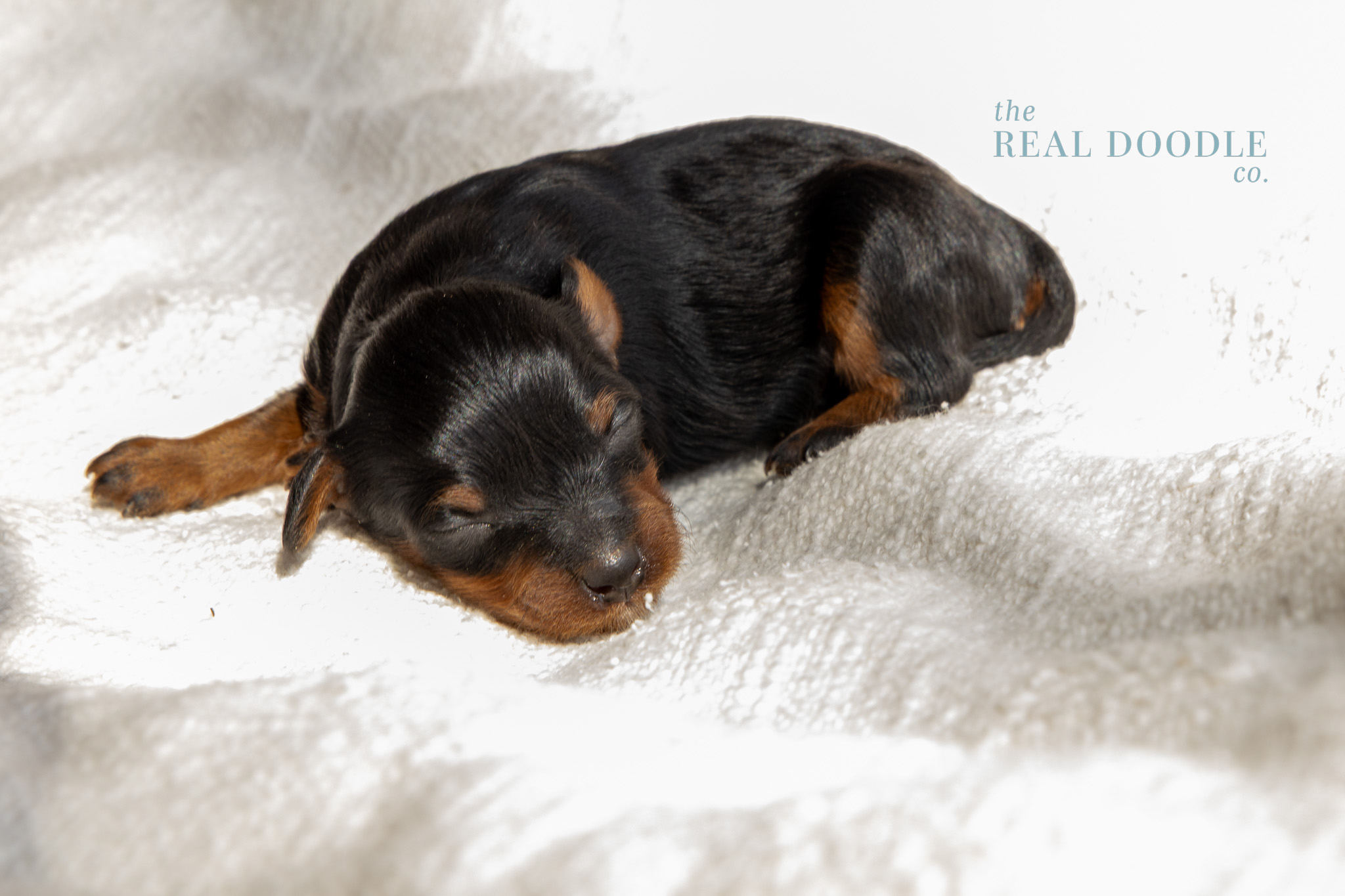 Tri Colored newborn Pomapoo puppy sleeping on a blanket Tri Colored newborn Pomapoo puppy sleeping on a blanket