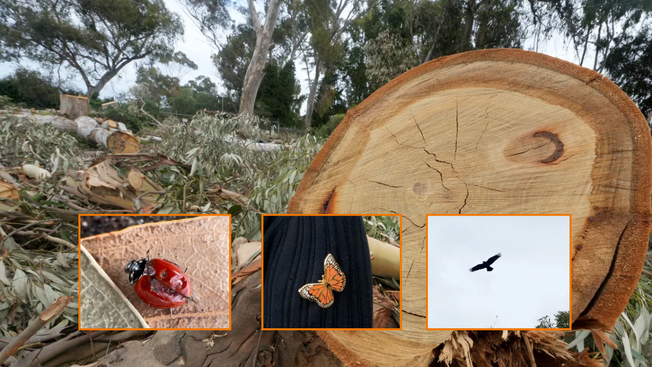 Developer Facing City Sanctions After Cutting Protected Monarch Habitat