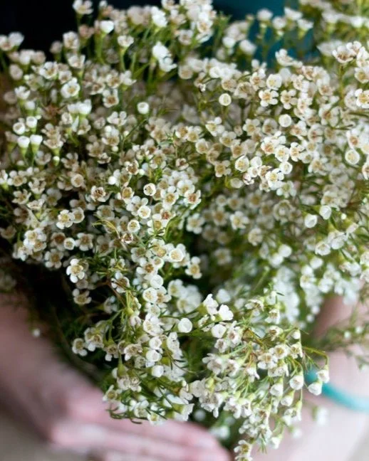 12. Wax Flowers 12. Wax Flowers