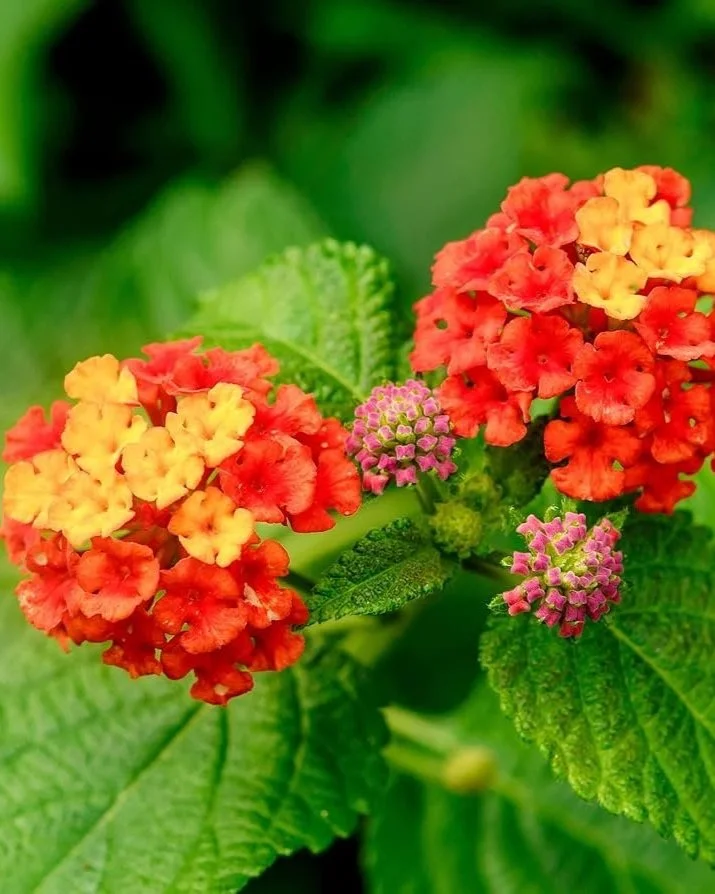 4. Texas Lantana 4. Texas Lantana
