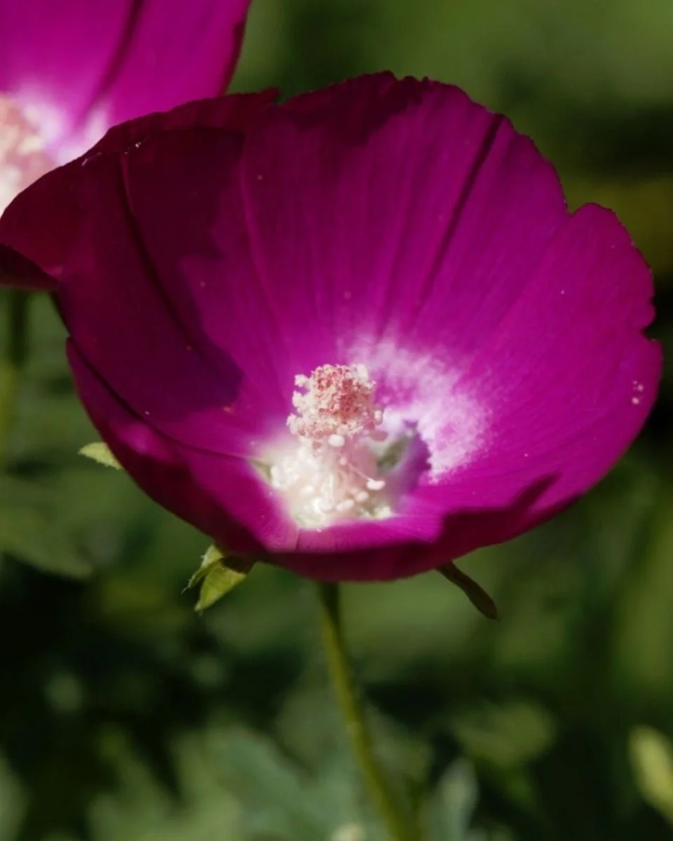 6. Winecup (Callirhoe involucrata) 6. Winecup (Callirhoe involucrata)