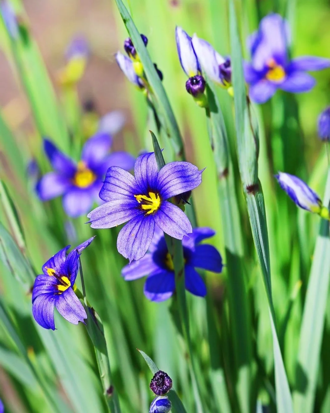 10. Blue-Eyed Grass 10. Blue-Eyed Grass