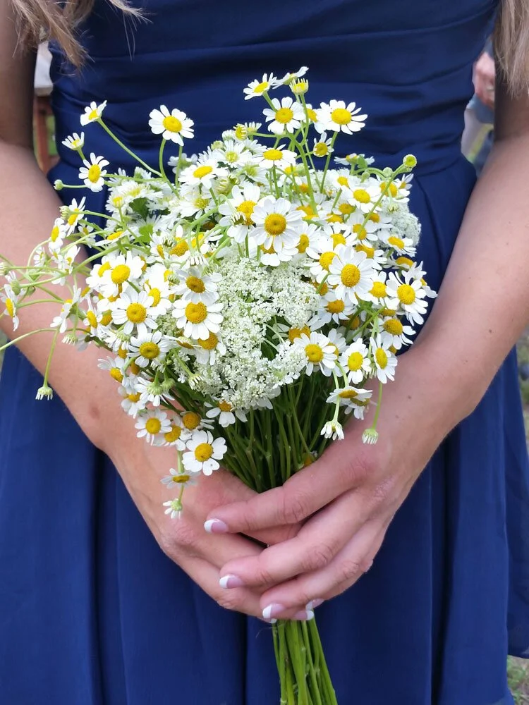 7. Blackfoot Daisy 7. Blackfoot Daisy