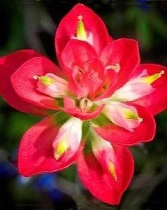 3. Indian Paintbrush 3. Indian Paintbrush