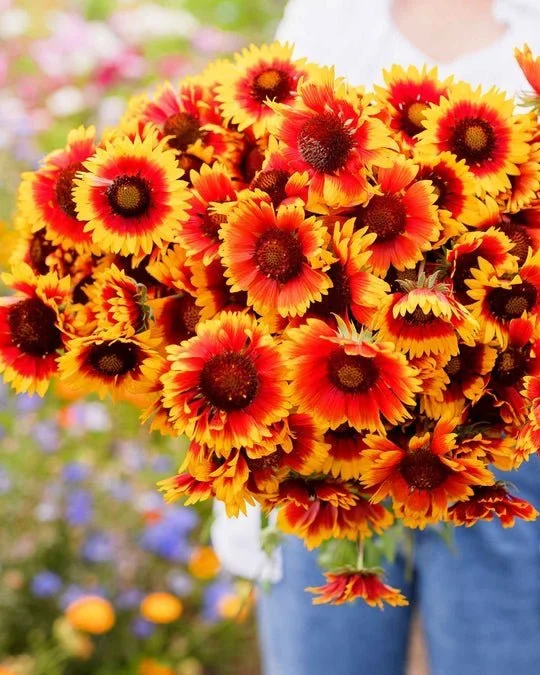 9. Gaillardia (Blanket Flower) 9. Gaillardia (Blanket Flower)