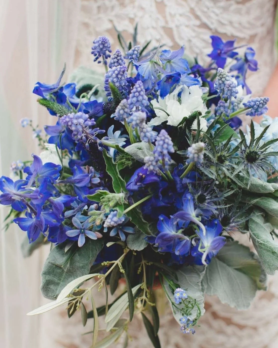 Bluebonnets Bluebonnets