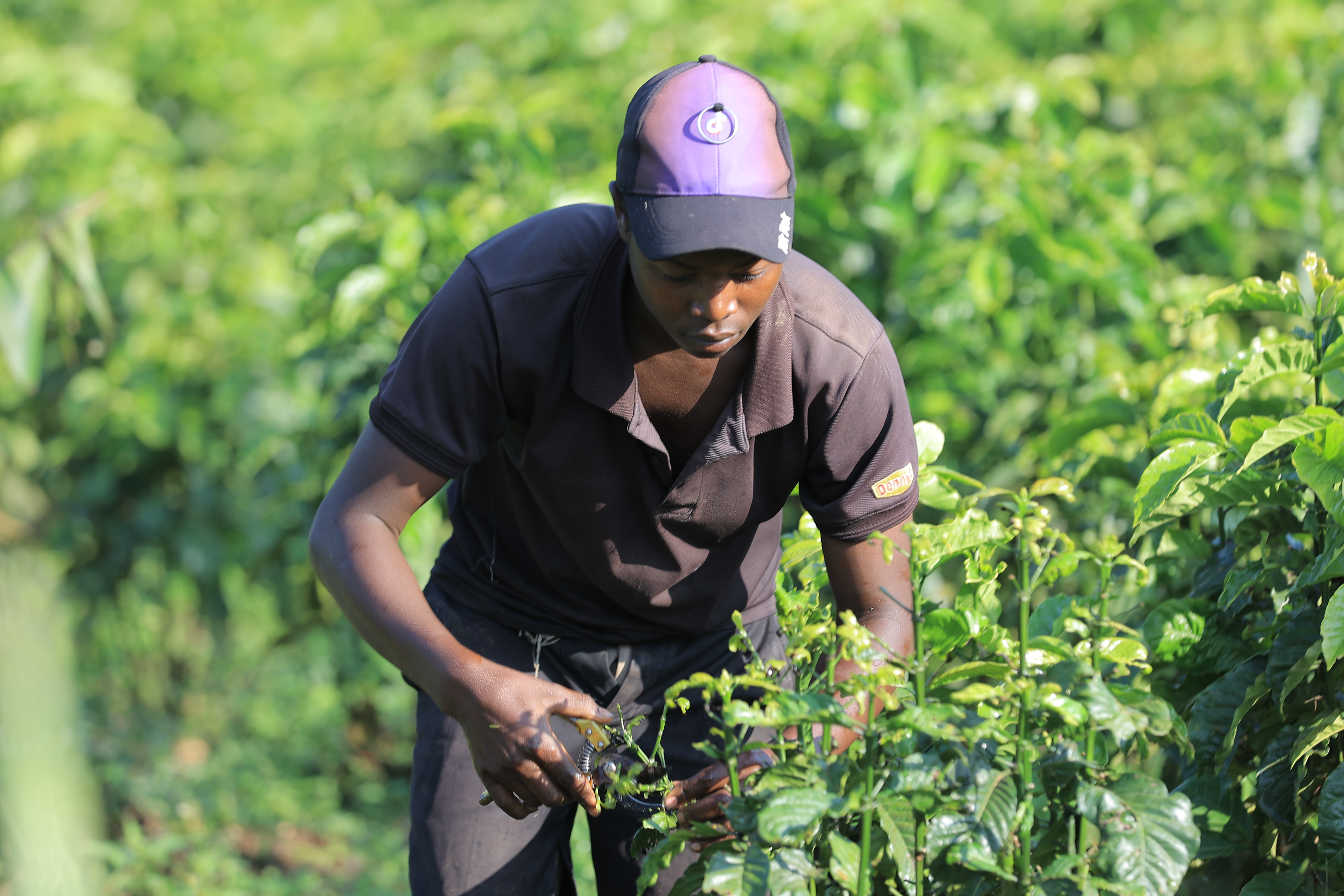 Coffee Farming