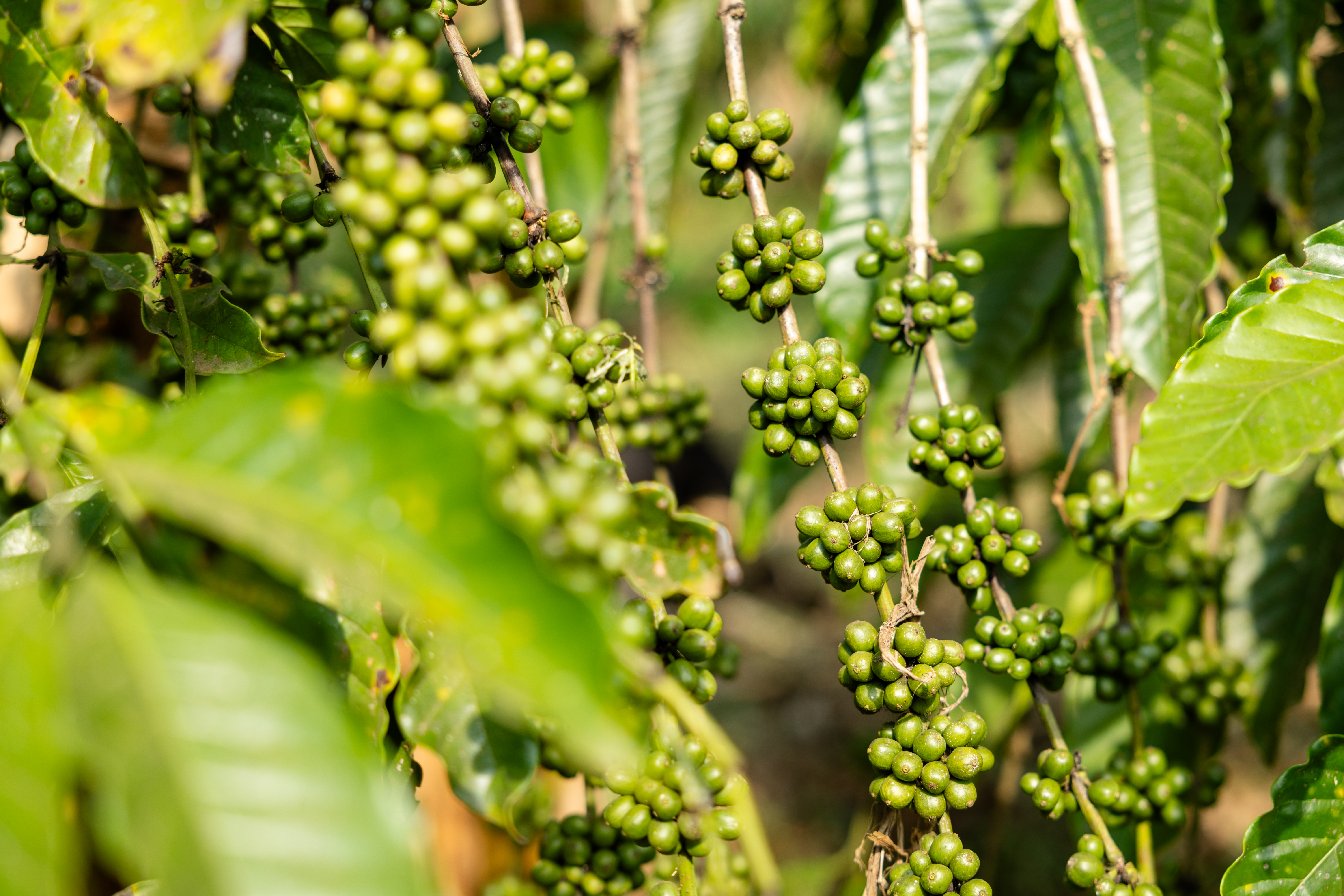 Premium Ugandan coffee brewing for export quality testing