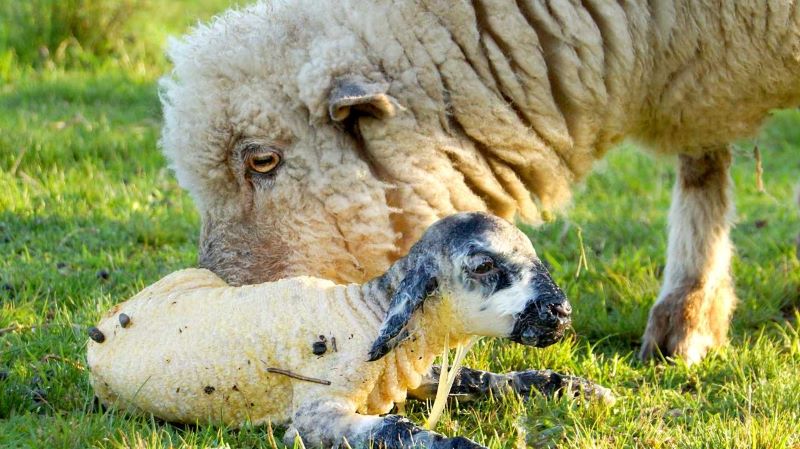 Ewe with newborn lamb