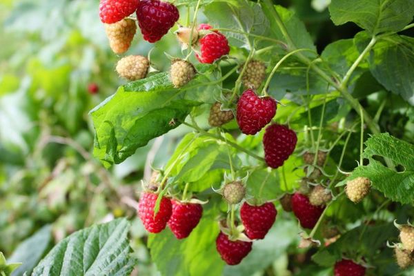 raspberries ripening on the plant