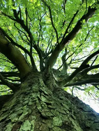 chestnut tree chestnut tree