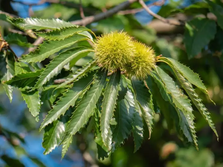 chestnut on a tree chestnut on a tree
