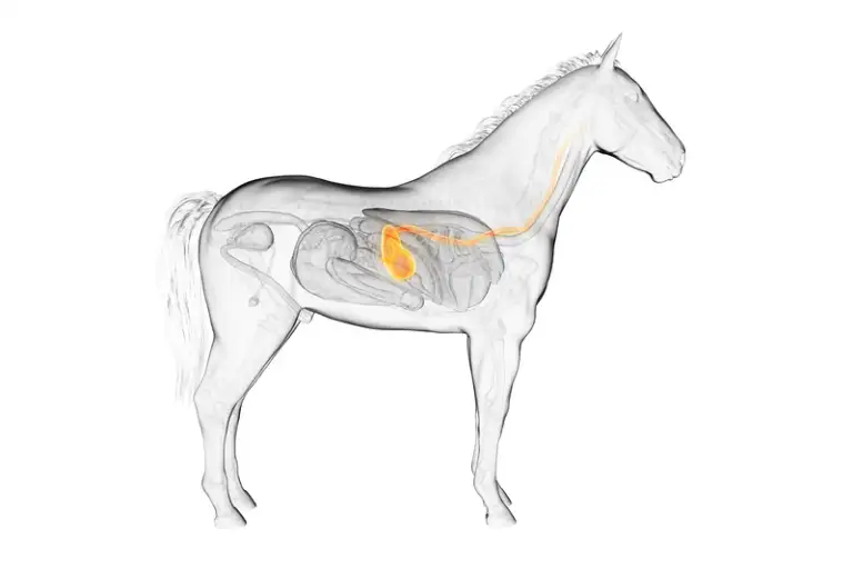 stomach of a horse