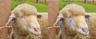 face of a sheep that has pain face of a sheep that has pain