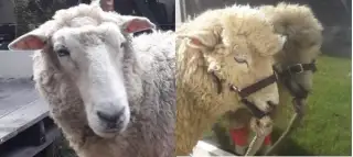 pain degrees of a sheep side by side pain degrees of a sheep side by side