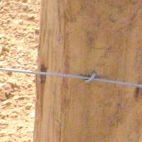 angled staple angled staple