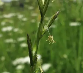 spikelets of an Italian Rye plant spikelets of an Italian Rye plant