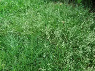 grass grass