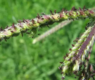 Paspallum Paspallum