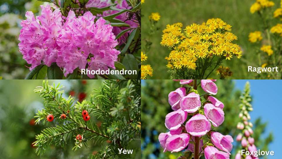 four tiles showing toxic plants ragwort, foxglove, yew and rhododendron