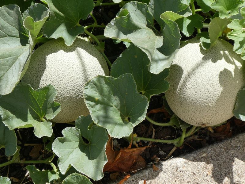 rockmelon on the vine