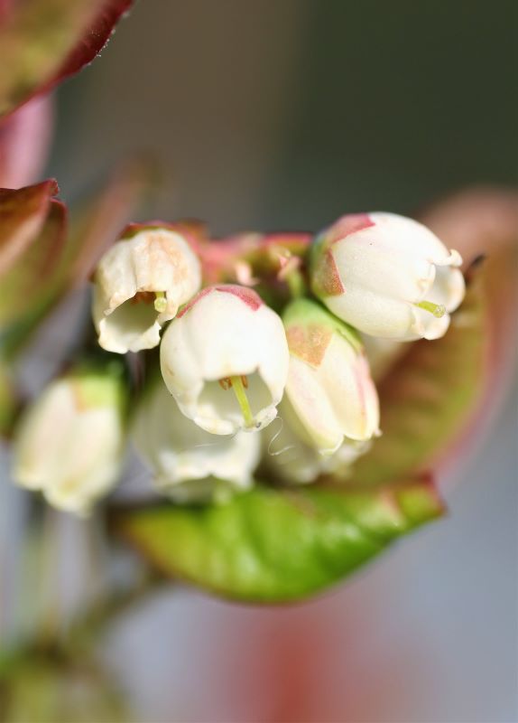 creamy-white blueberry flowers