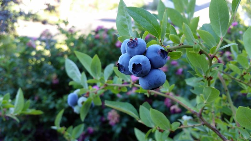 closeup of blueberries growing on bush