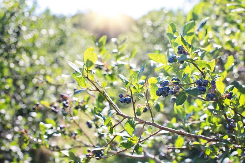 blueberries growing on bush