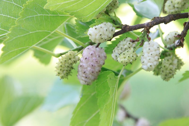 white mulberries growing on a tree white mulberries growing on a tree