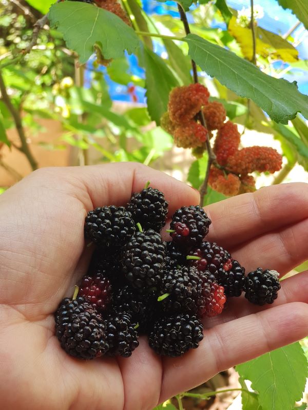 a hand holding ripe red mulberries a hand holding ripe red mulberries