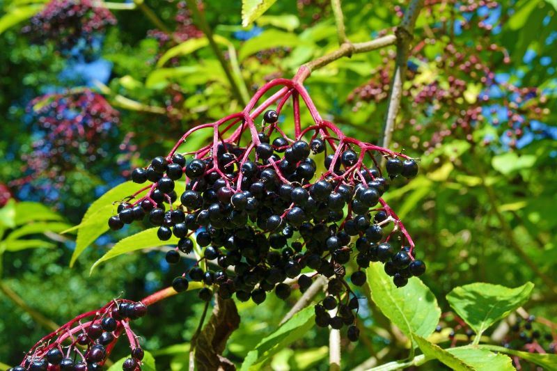 ripe elderberries