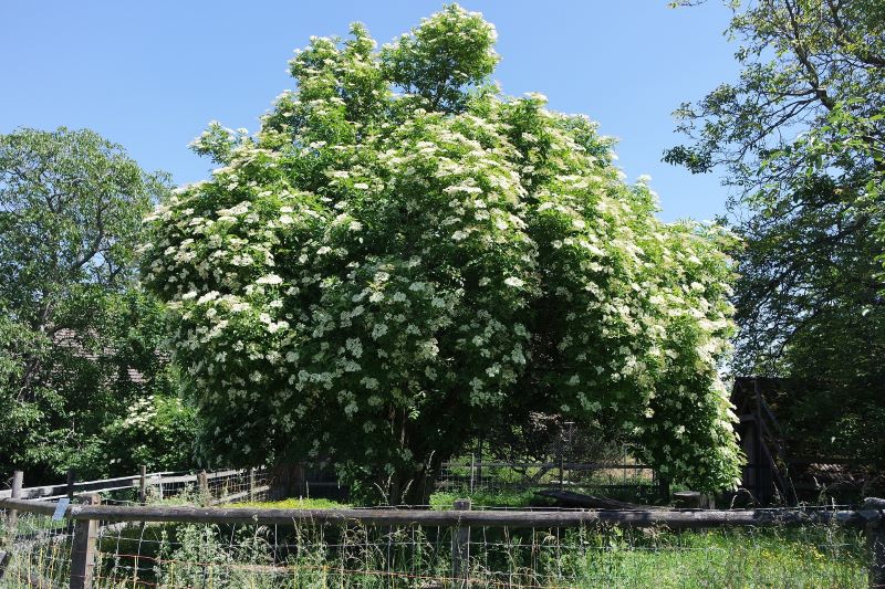 elder tree in flower