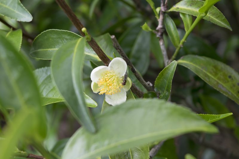 a white tea flower against green leaves