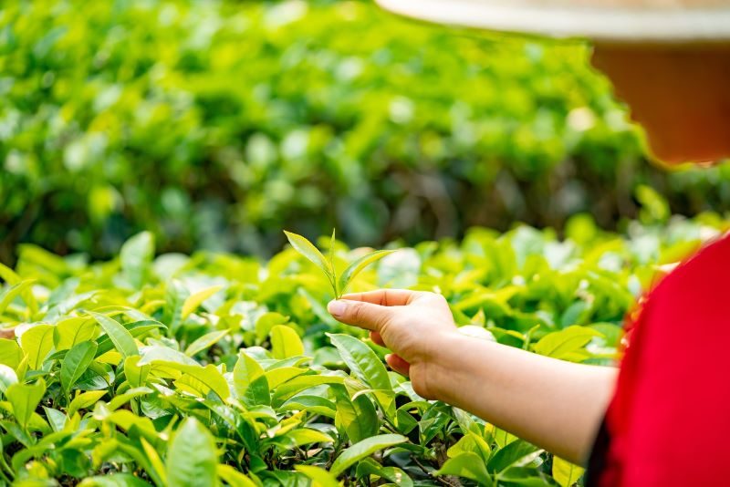 a tea bush with a worker picking a two leaf and bud selection of tea
