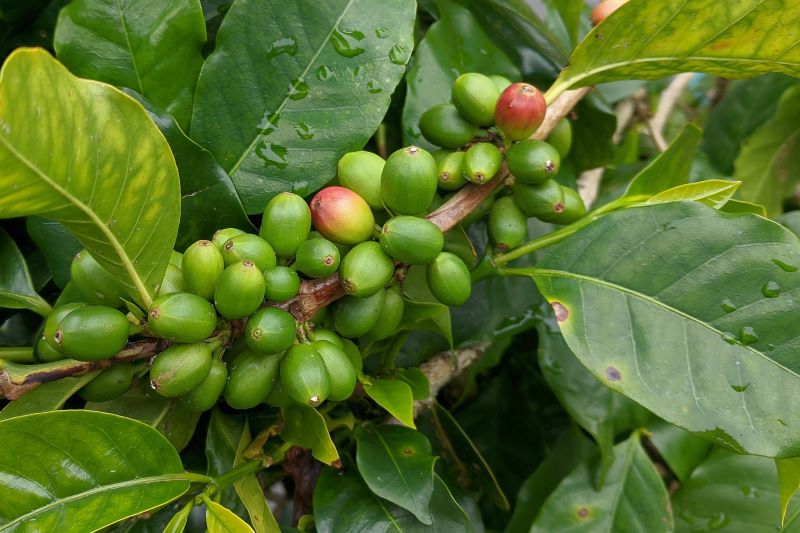 green coffee cherries growing among green leaves green coffee cherries growing among green leaves