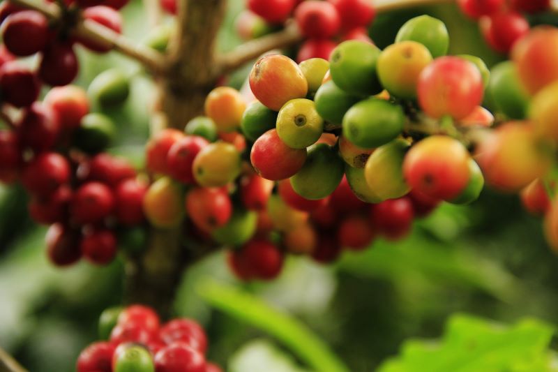 ripening coffee cherries, mostly red with some green and yellow ripening coffee cherries, mostly red with some green and yellow