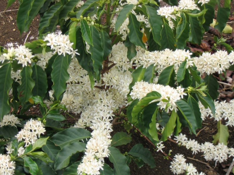 white flowers on a coffee plant white flowers on a coffee plant