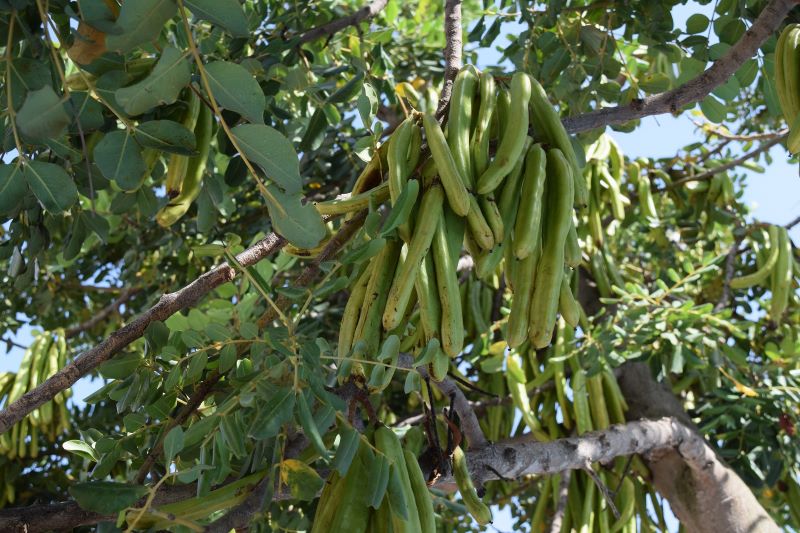 long green carob pods hanging from the tree long green carob pods hanging from the tree