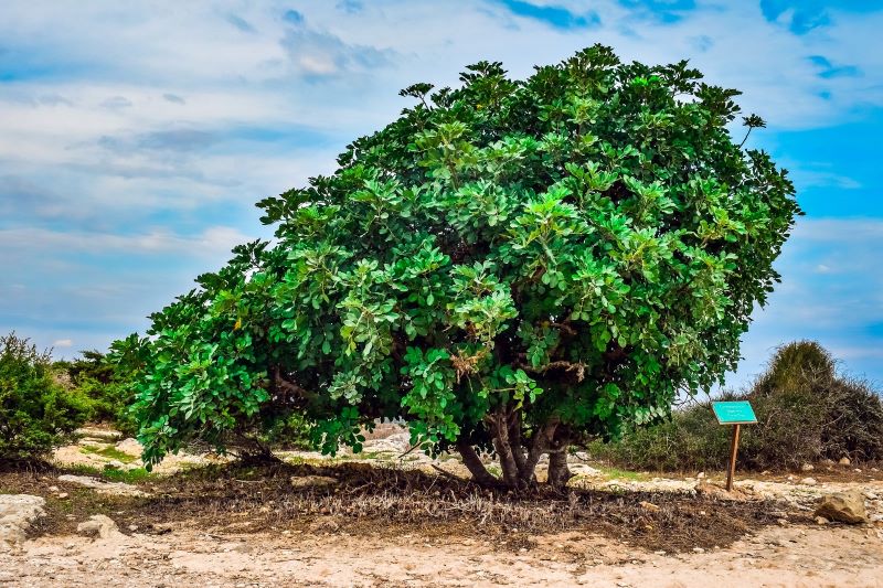 a majestic carob tree standing in a paddock a majestic carob tree standing in a paddock
