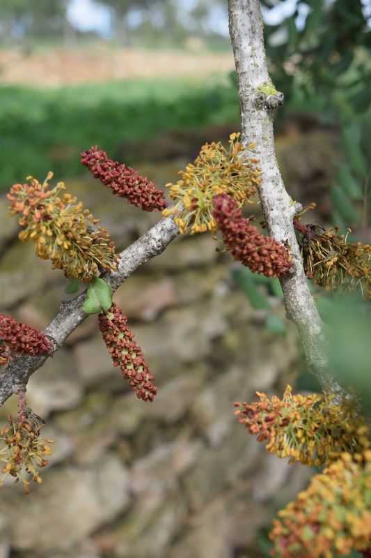 red and yellow carob flowers growing on a carob tree red and yellow carob flowers growing on a carob tree