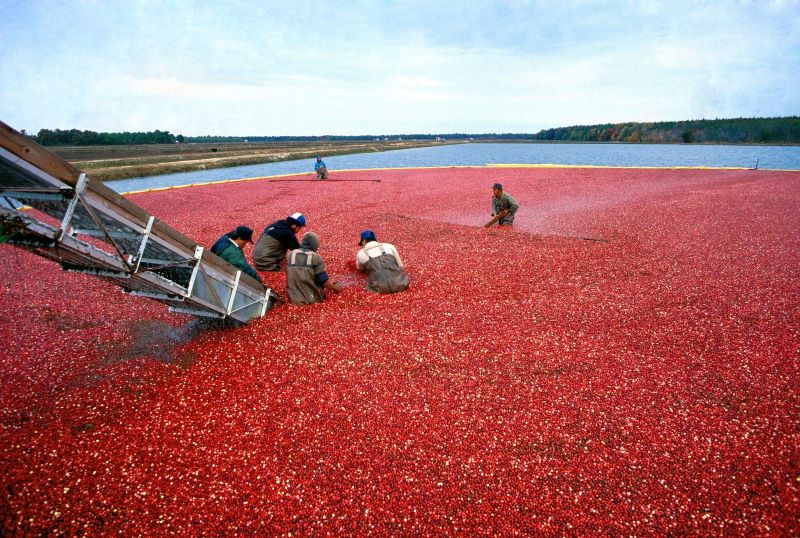 six people working in a sea of harvested cranberries six people working in a sea of harvested cranberries