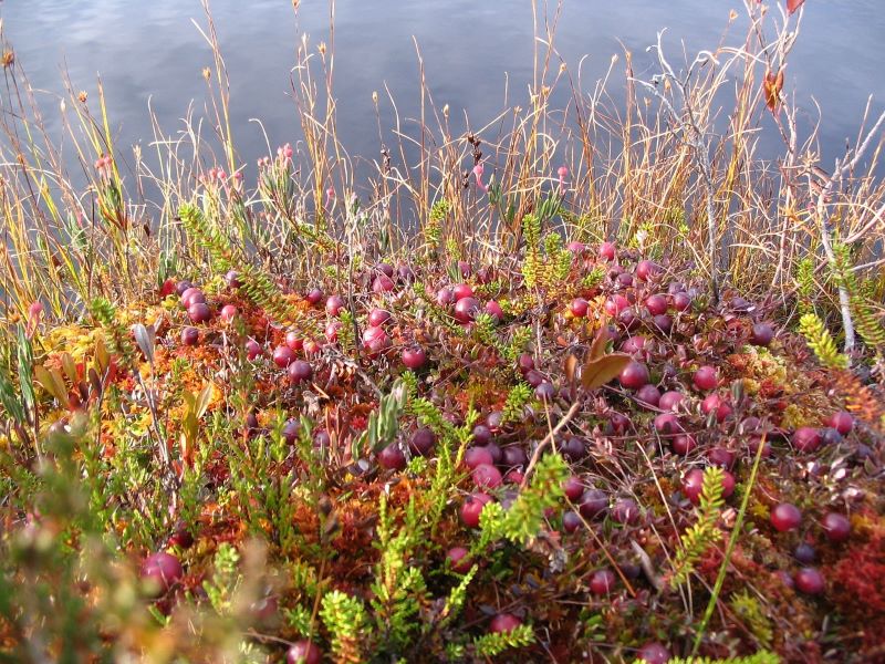 a cranberry bog with bushes a cranberry bog with bushes