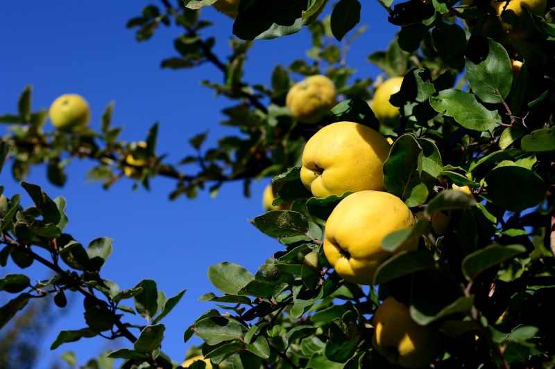 quince fruit growing on tree