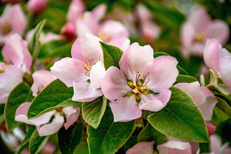 pink quince blossom flowers