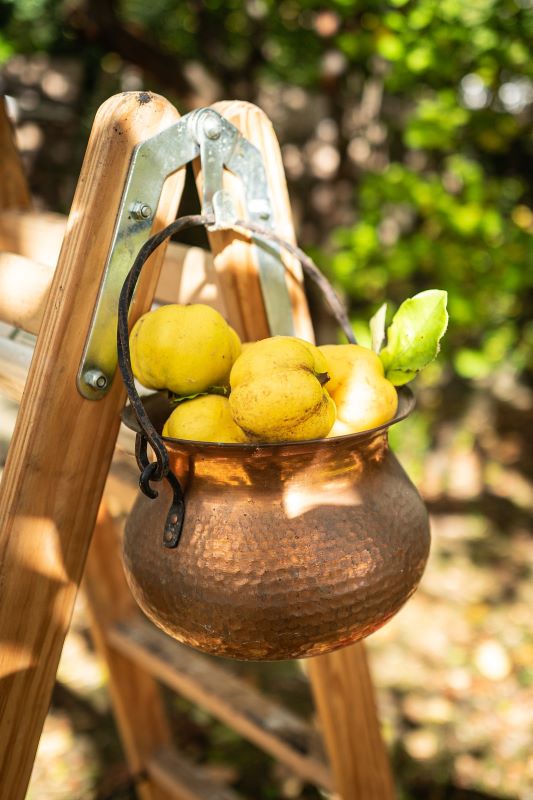 quince fruit in a hanging copper bowl