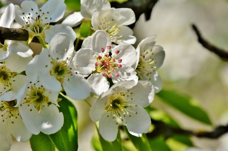 a cluster of white pear blossom on the tree a cluster of white pear blossom on the tree